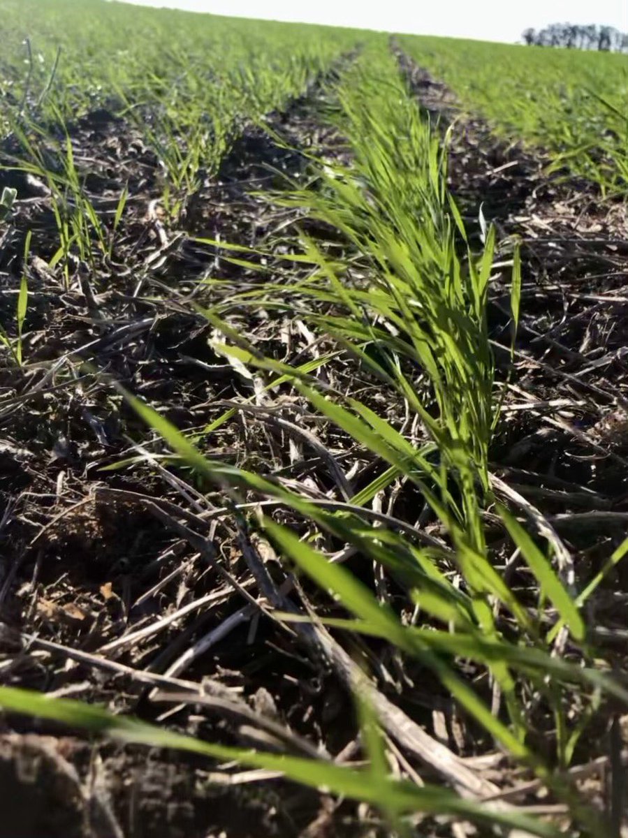 TRIGO GÉNESIS 110
Fecha siembra…26/05
Fertilizante…100 kg 25-33 en línea
Zona CAMPANA.💪