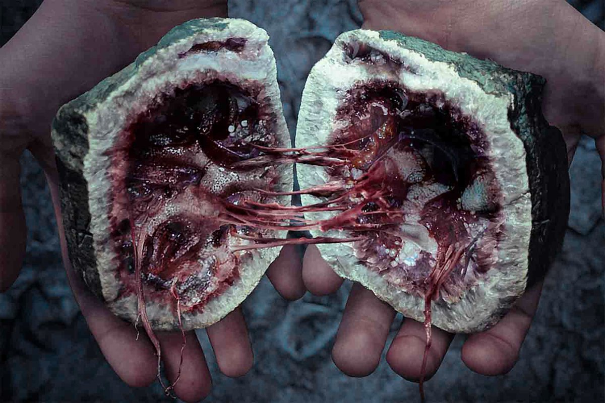 Valdevia_Art's tweet photo. Biogeodes, also known as Flesh Stones, are organisms that live encased in a rock deep underground. It is thought that they survive for millennia in this stable environment.
Breaking the rock and exposing the creature to outside air invariably kills it, making its study difficult. https://t.co/A2Itgtpw0f