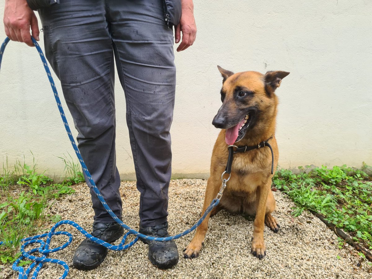 Insolite : Raya, chien policier d'Annecy, cherche une nouvelle famille pour profiter de sa retraite 🐕🐕

francebleu.fr/vie-quotidienn…