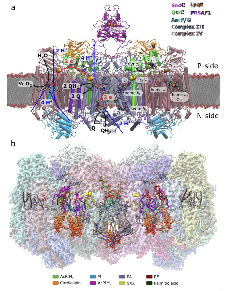 TheKailaLab's tweet image. Extremely proud to share our integrative work on long-range charge transfer mechanism in mycobacterial supercomplexes - now out in Nature Comms! Thanks for the great collaboration with Brzezinski&Högbom Labs and @KAWstiftelsen for funding. rdcu.be/dLpSC