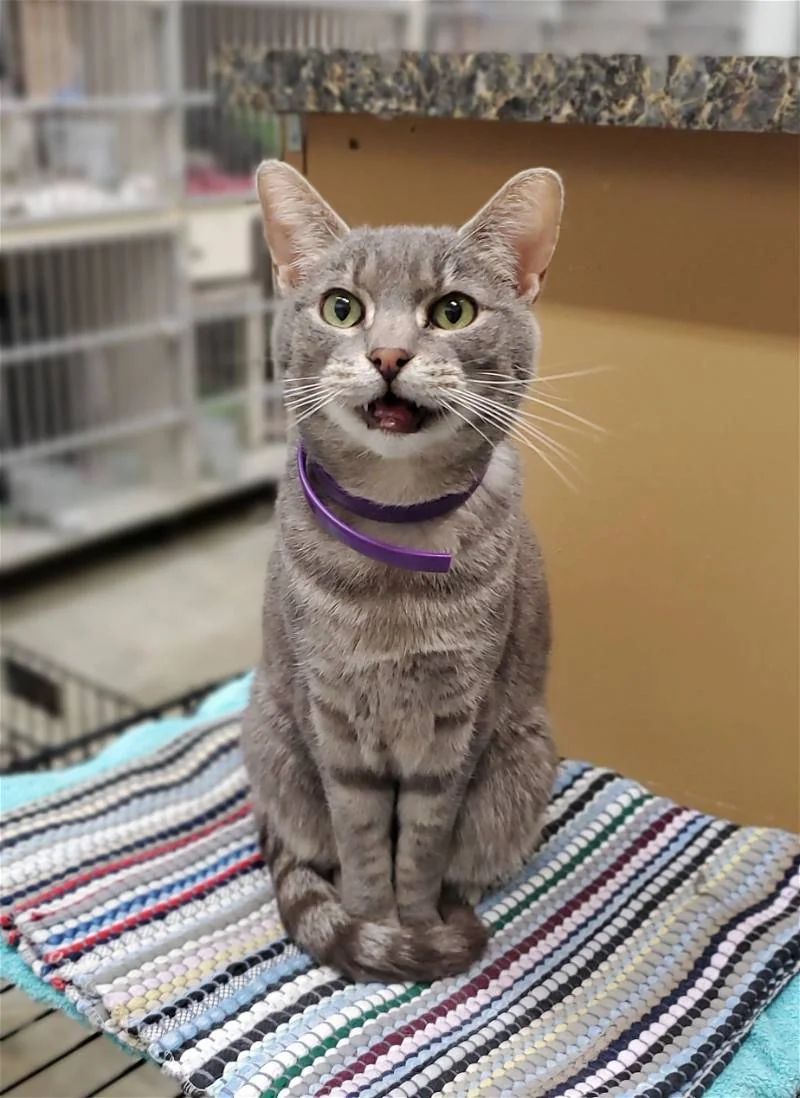 Meet Barney, he's been at his shelter since he was born. He's 9 years old and the happiest looking cat you'll see today