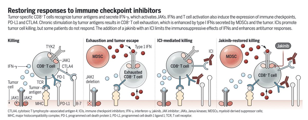 The problem with our cancer immunotherapy is that it needs to be JAK-ed up, made stronger. Two new reports in lymphoma and lung cancer show additive benefit beyond checkpoint Rx
science.org/doi/10.1126/sc…
<a href="/ScienceMagazine/">Science Magazine</a> @MassimoGadina