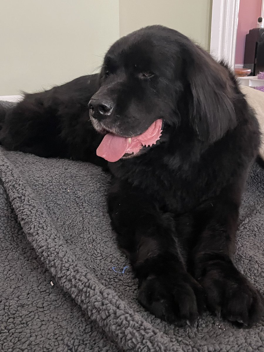 Just got back from the groomers with my bestie  ⁦<a href="/MarisaNoll/">Marisa Noll</a>⁩! This is how I plan on wearing my hair for my photo shoot! Details to follow! ⁦<a href="/Philadoptables/">Philadoptables</a>⁩  ⁦<a href="/mor100/">Steve Morrison</a>⁩