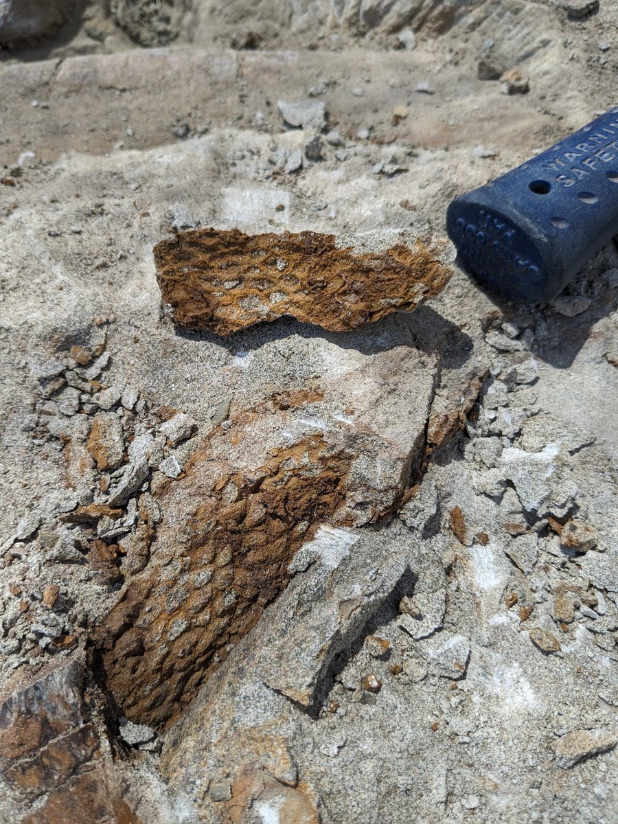 A piece of dinosaur skin from a Lambeosaurus,  uncovered 10mins ago. It's cool to find but it makes collecting the bones very complicated. #fossilfriday #dinosaurs