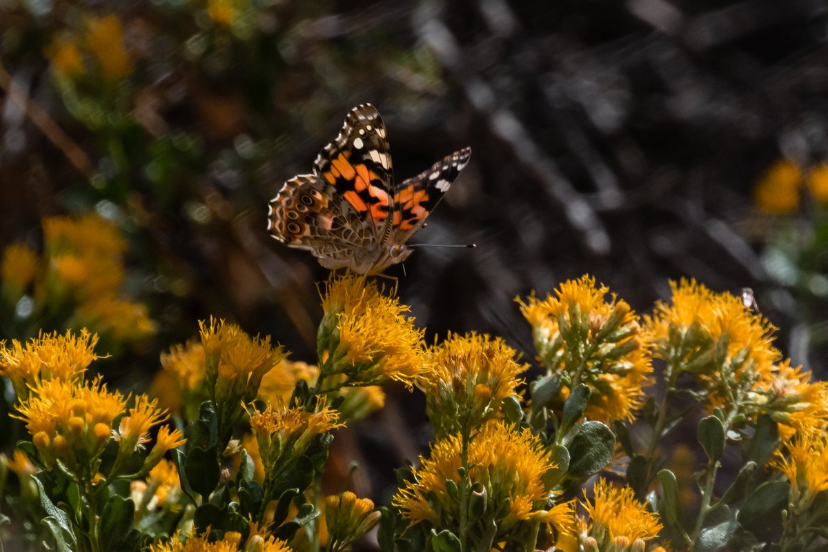 Pollinators like bees, hummingbirds, bats, butterflies and other insects, play a crucial role in pollinating flowers and in the production of most fruits and vegetables. These small pollen movers are essential for healthy ecosystems. 🐝 🦋 🦇

Photo by Carmen Aurrecoechea / NPS