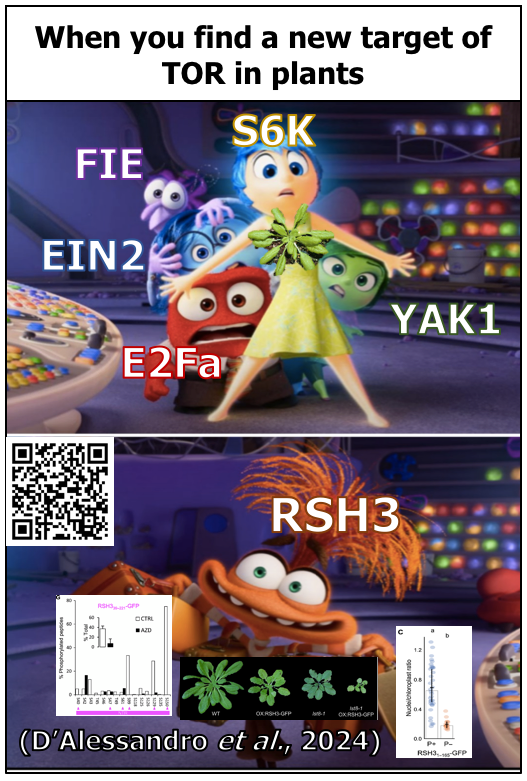 Interesting work by <a href="/StefanoDAless11/">Stefano D'Alessandro</a> et al. (2024) on how #PlantTOR inhibition reduces the phosphorylation in the N-terminal region of RSH3, increasing its #chloroplast localization to allow more #ppGpp synthesis followed by inhibition of #photosynthesis in #Arabidopsis plants.