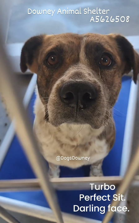 mapleveewesem's tweet photo. 🆘💔🆘Handsome cattle dog / heeler mix TURBO is hanging by a thread on the Downey #California ACC euth list. Please go visit this good boy TODAY, or ask here about fostering for rescue🙏 info⬇️
#A5626508 https://t.co/Jk7fbJ8rdv