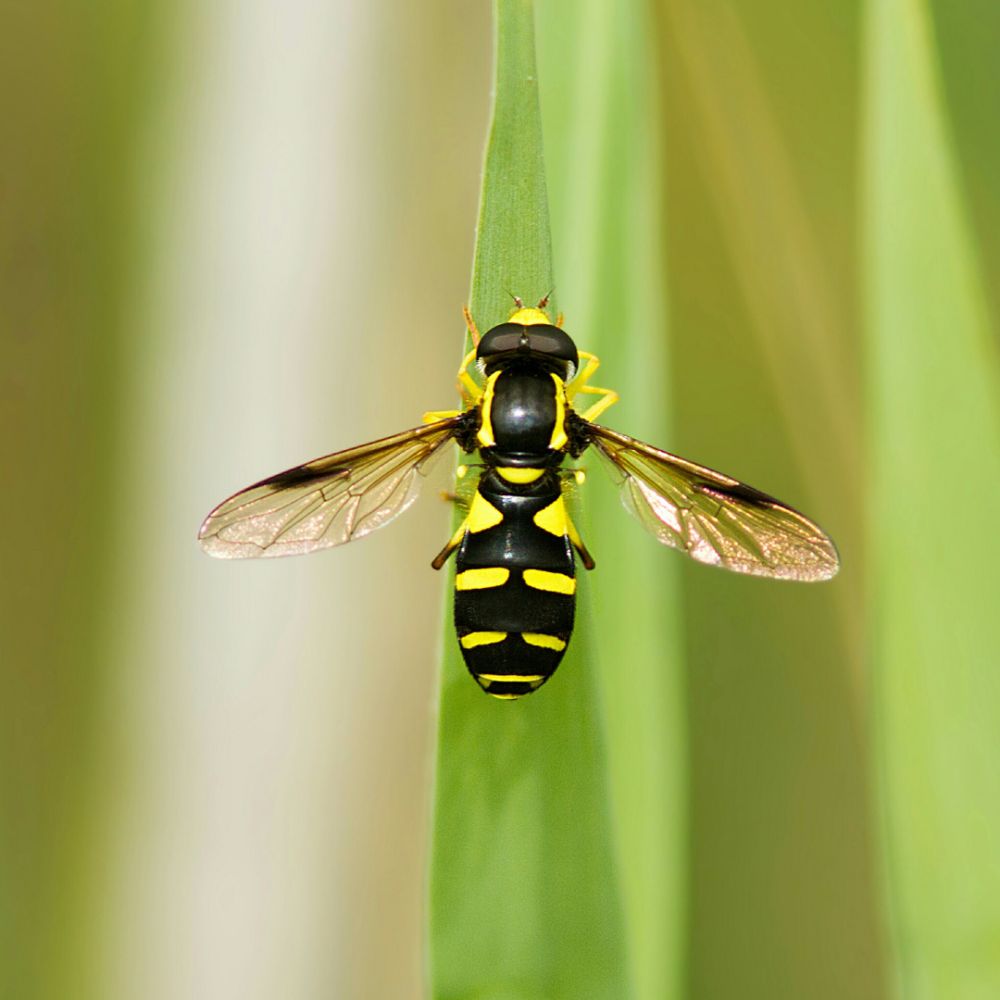 🐝🌼 Pollinator Week is here! 🌸🦋

Join the celebration and support our buzzing friends. Plant a garden, host a tour, or dive into bee &amp; butterfly ID workshops. Don't forget to share your moments with #PollinatorWeek!
#SaveTheBees #PollinatorPower 🐝💚 
buff.ly/2EFHI27