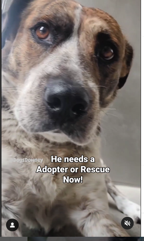 mapleveewesem's tweet photo. 🆘💔🆘Handsome cattle dog / heeler mix TURBO is hanging by a thread on the Downey #California ACC euth list. Please go visit this good boy TODAY, or ask here about fostering for rescue🙏 info⬇️
#A5626508 https://t.co/Jk7fbJ8rdv