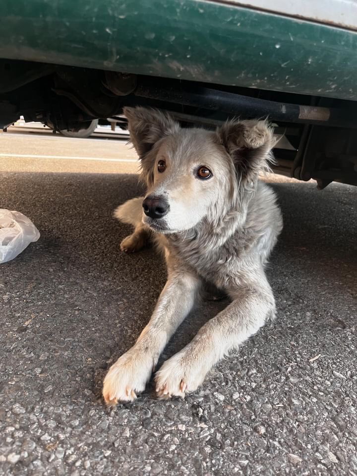soviiicaa's tweet photo. Trudna, nalazi se u magacin dje je niko ne hrani i ne daje joj vode, strah je od ljudi. Ako neko moze da je udomi, ili zna nekoga da bi je uzeo. https://t.co/HfJ0DH13qX