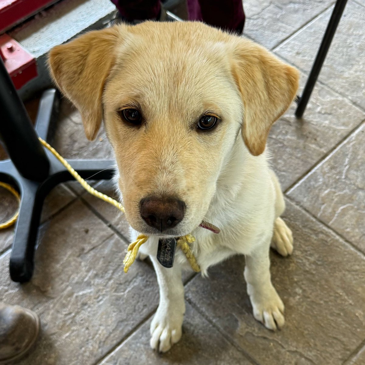 Went for a coffee, made a new friend. Say hi to Hazel. 
#dogs #puppy #cariboo #coffee