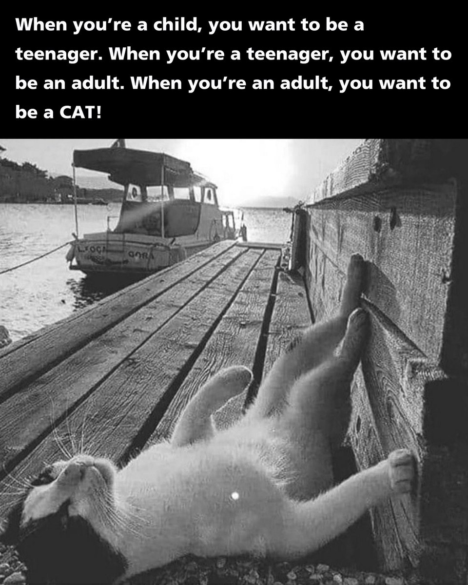 ColeTheBlackCat's tweet photo. YUP! 🤣 https://t.co/FNb5J3MO1z