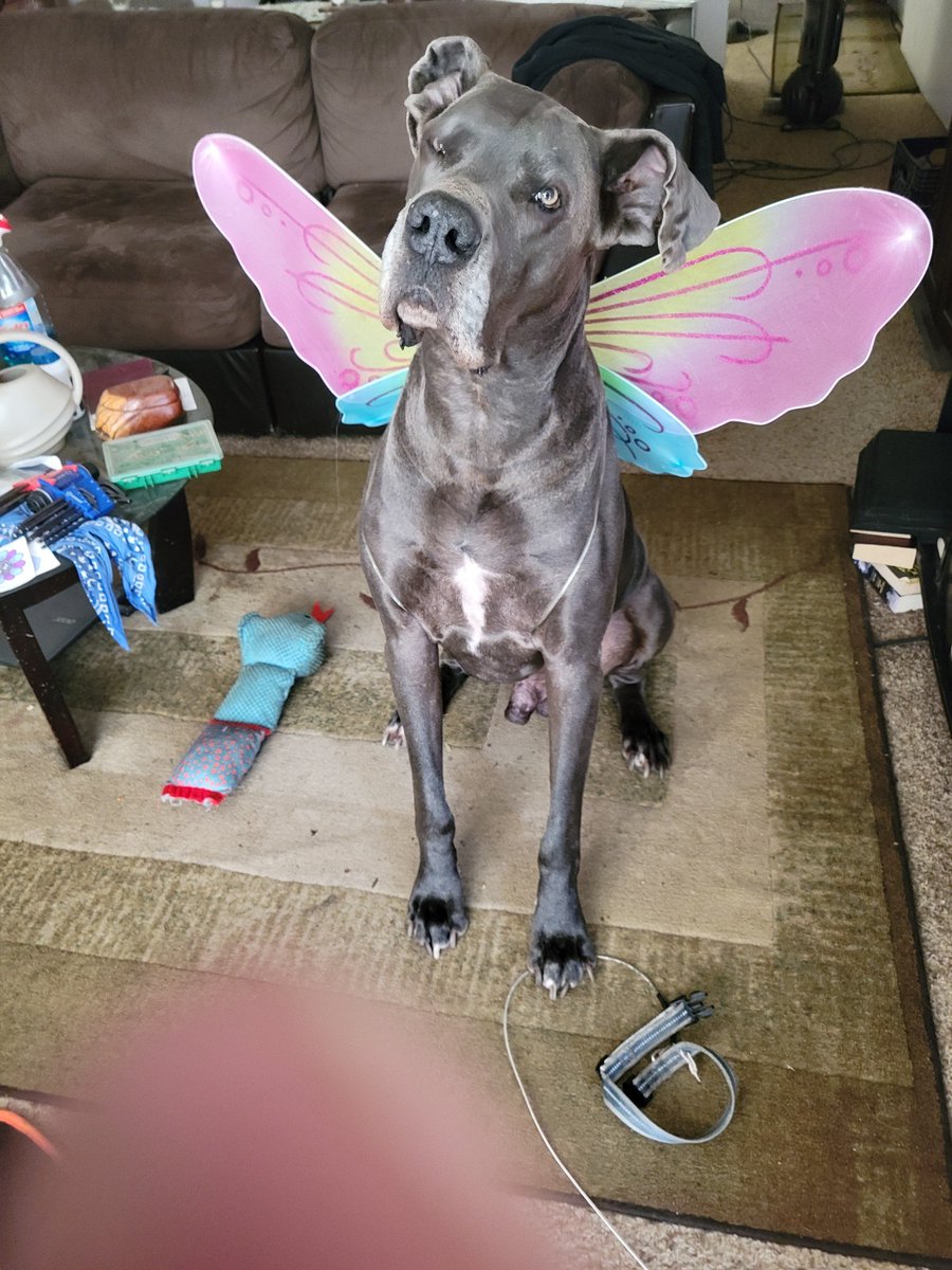 Everyone send out love and good vibes for <a href="/WickedGypsy2/">WickedGypsy</a> , we lost his dog to cancer yesterday. #fcancer #ripodin