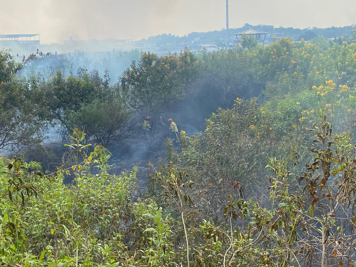 BomberosGYE's tweet photo. #BCBGInforma | Atendemos alarma 2 de incendio forestal en la Av. Juan Tanca Marengo, como referencia atrás de la Facultad de Ciencias Naturales. 

Al lugar se despacharon cuatro unidades de combate urbano forestal. https://t.co/7DxHhntMrj