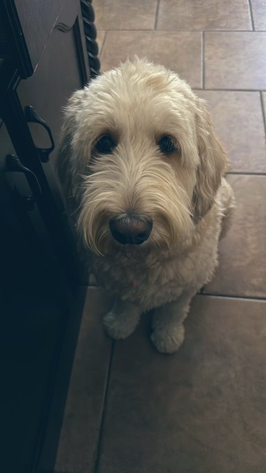 Time cleanse. Jake wants food. lol Who wants to give him treats ha https://t.co/DMRW0tMQ6Q<a href="/tag/newyork"class="tags"><span>&#35;newyork</span></a>