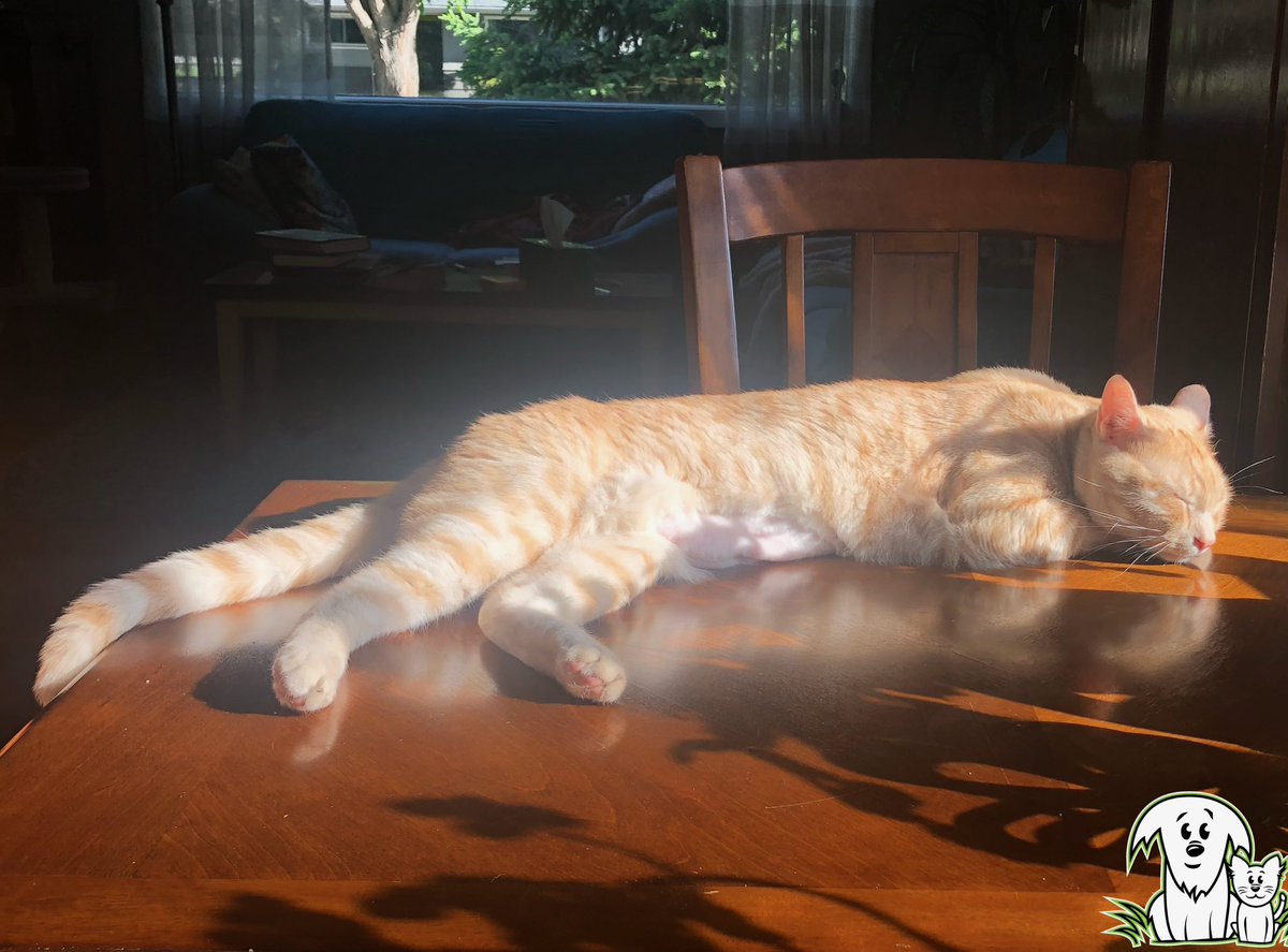 AARCS_Canada's tweet image. It’s the summer solstice, the longest day of the year and Sheep is taking full advantage! ☀️
Can you blame him for jumping on the table to enjoy the sun?
Show us your four-legged sunbathers! 👙
#AARCS