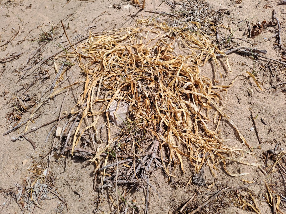 pablovera_g's tweet photo. Con la sequía extrema que vivimos hay plantas de las dunas que están literalmente secas, como la azucena de mar.
Esto tiene un daño colateral: las orugas de la polilla 𝐵𝑟𝑖𝑡ℎ𝑦𝑠 𝑐𝑟𝑖𝑛𝑖, que se alimentan en exclusiva de ella, no han logrado sobrevivir salvo casos contados https://t.co/Am9Beyl1En