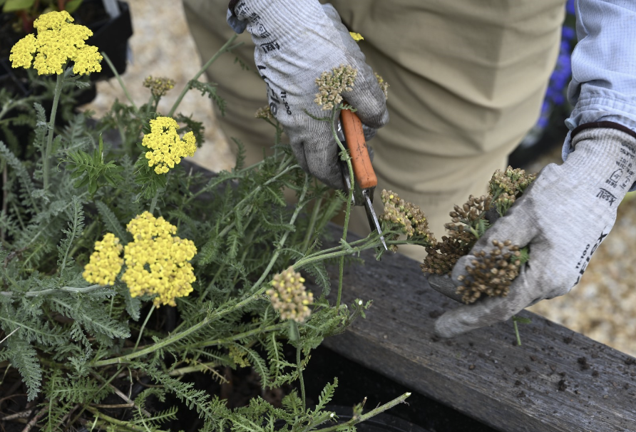 Happy Summer Solstice! ☀️ ☀️ ☀️ On this longest day of sunlight of the year, take time to learn about gardening in the heat: bit.ly/3XpmM8O  

#PeoplesGarden