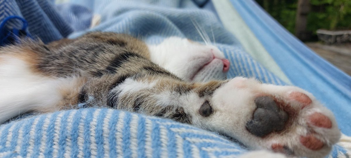 There are lots of benefits to taking a break outside in a hammock. But perhaps the best is a visit from the neighbour's cat.