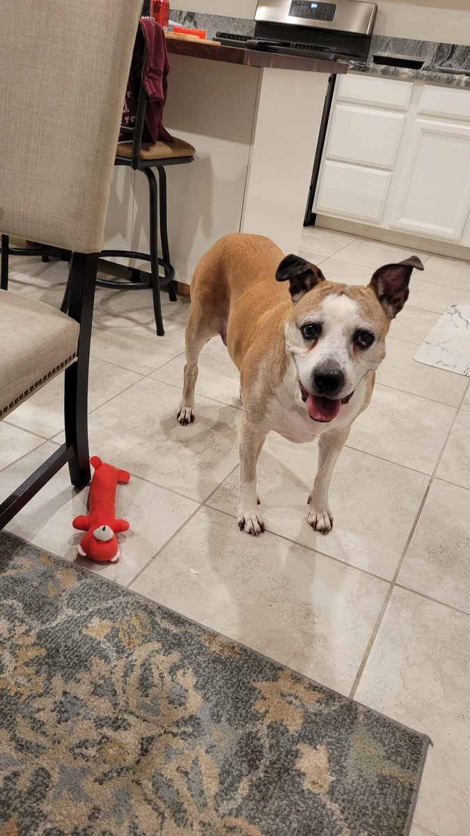 Junghost01's tweet photo. @LibertyCappy My cousins dog. She passed away on my birthday 2 weeks ago. 😢 https://t.co/gjki6L0RTf