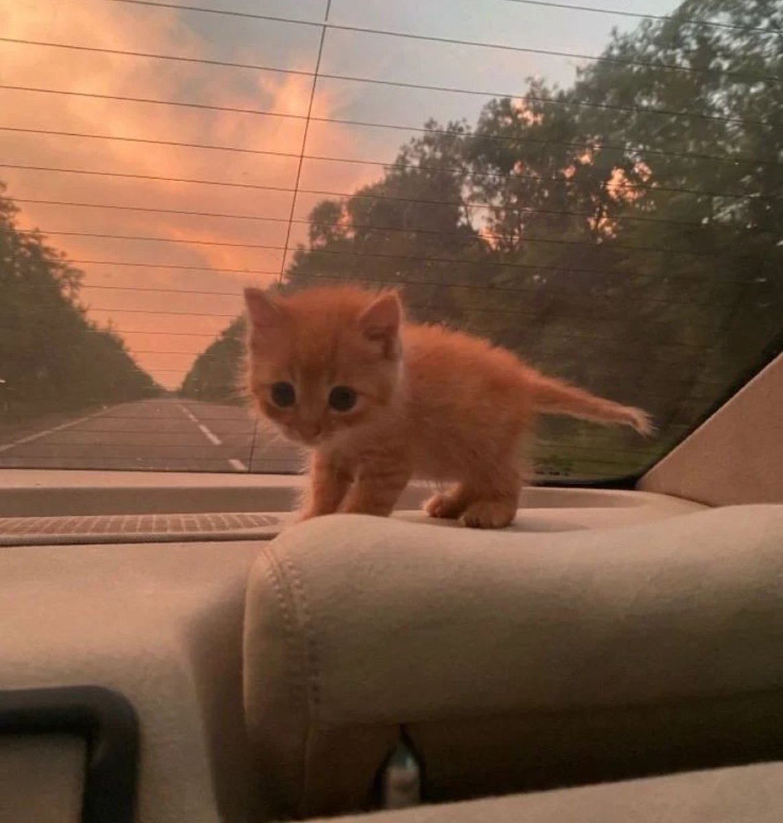 so smol, so cute, so orange