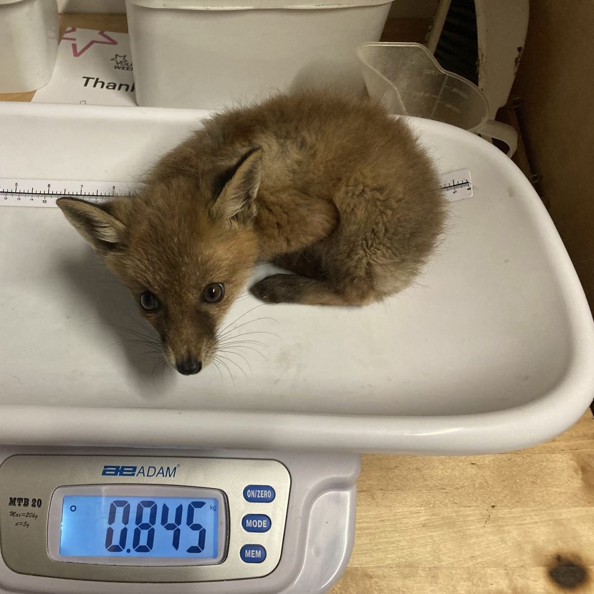 USPCA_Official's tweet image. Four fox cubs currently in our care 🦊

Help us protect these little ones and their families. They do not deserve to be chased, distressed and eventually killed just for sport. 

Sign 👉🏻 takeaction.league.org.uk/page/144213/pe…

#EndHuntingWithDogs #BanHunting #FoxCub #AnimalCharity #Wildlife