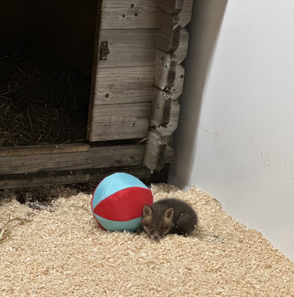 USPCA_Official's tweet image. Four fox cubs currently in our care 🦊

Help us protect these little ones and their families. They do not deserve to be chased, distressed and eventually killed just for sport. 

Sign 👉🏻 takeaction.league.org.uk/page/144213/pe…

#EndHuntingWithDogs #BanHunting #FoxCub #AnimalCharity #Wildlife