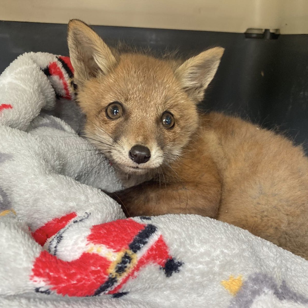 USPCA_Official's tweet image. Four fox cubs currently in our care 🦊

Help us protect these little ones and their families. They do not deserve to be chased, distressed and eventually killed just for sport. 

Sign 👉🏻 takeaction.league.org.uk/page/144213/pe…

#EndHuntingWithDogs #BanHunting #FoxCub #AnimalCharity #Wildlife