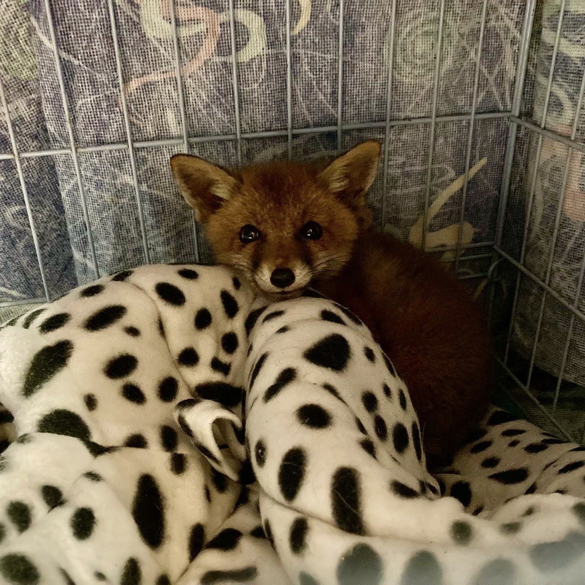 USPCA_Official's tweet image. Four fox cubs currently in our care 🦊

Help us protect these little ones and their families. They do not deserve to be chased, distressed and eventually killed just for sport. 

Sign 👉🏻 takeaction.league.org.uk/page/144213/pe…

#EndHuntingWithDogs #BanHunting #FoxCub #AnimalCharity #Wildlife