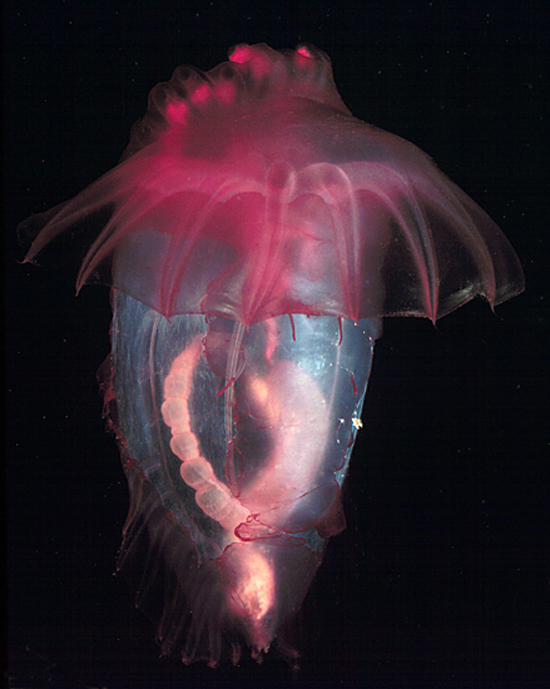 always a favorite on deep-sea bottom dives, this is the pelagic sea cucumber Enypniastes eximia, which was found a couple thousand feet below the surface in the Bahamas. It can propel itself slowly with the large tutu-like fringe around its body