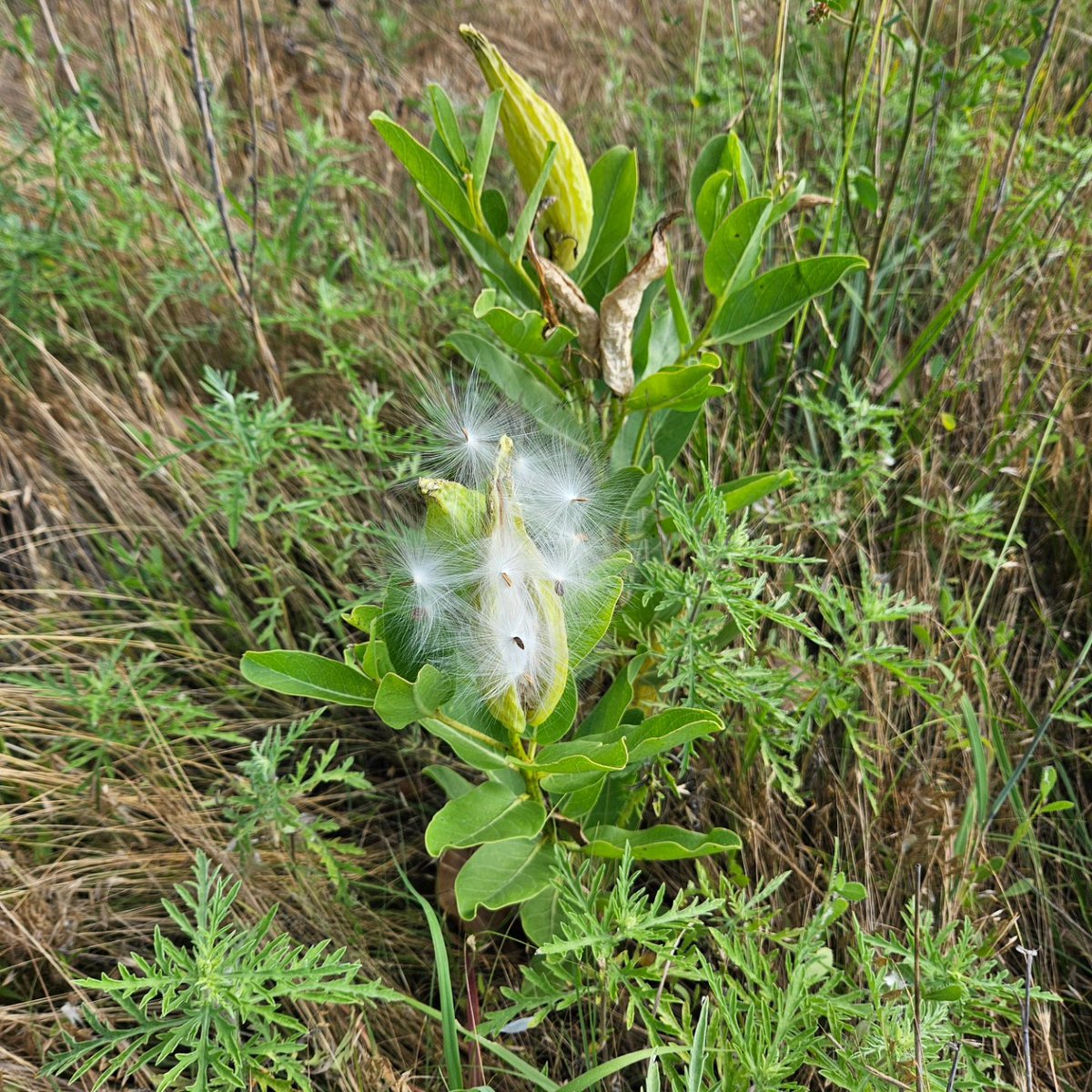 Final preparations for the Colt Strong Nature Trail. Thank you to the USD 261 mowing team for helping today. The trail will open on Saturday at 8:30 AM. The Coreopsis flowers are in their full yellow force, and the Green Antelopehorn milkweed are starting to produce their seeds.