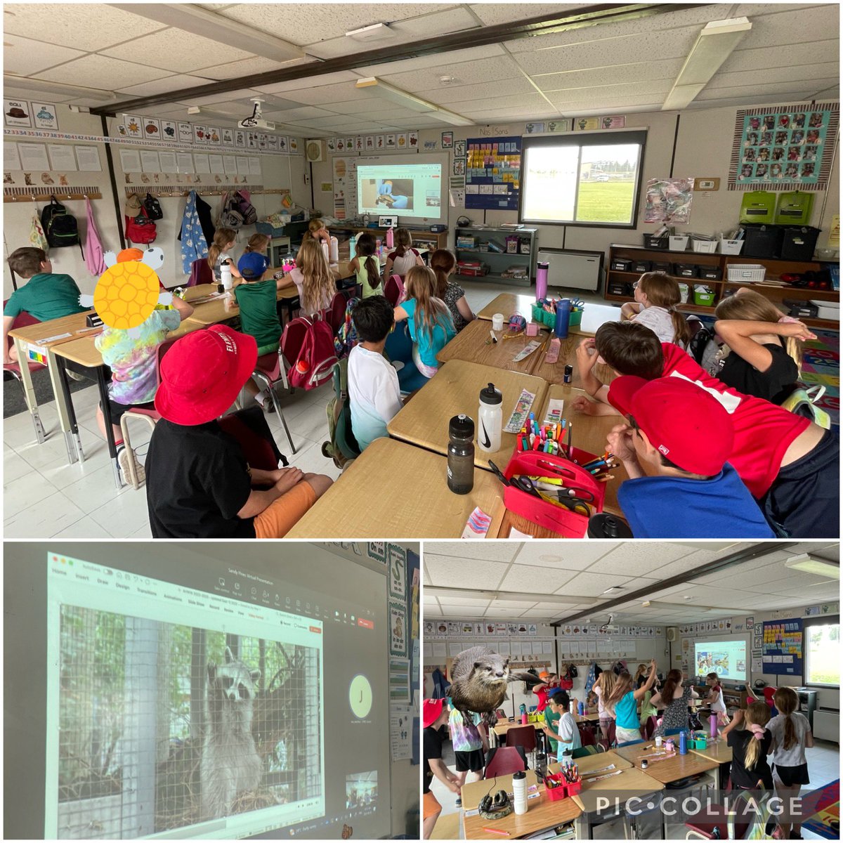 On Tuesday, we had a virtual workshop with Sandy Pines Wildlife Centre and learned about things we can do to help take care of wildlife in our communities and the important work they do to rehabilitate injured and orphaned wildlife. <a href="/sandypines8/">Sandy Pines Wildlife Centre</a> 🦝🐢🦇🦆