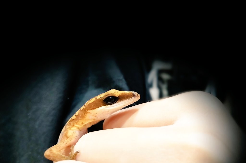 ん猫ちゃん！猫ちゃん！！！

#キャットゲッコー
#オマキトカゲモドキ
#爬虫類
#爬虫類好きと繋がりたい
#catgecko #aeluroscalabotes #aeluroscalabotesfelinus