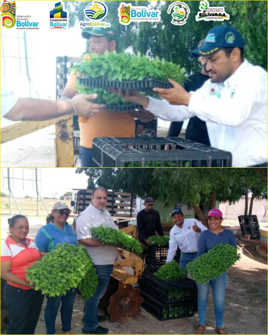 #20Junio Fortaleciendo la producción Agrícola en el Estado Bolívar, se suministró 4.000 Plántulas de  Berenjena, Ají dulce y pimentón a productores  de Los Culies en la Parroquia Yocoima del Municipio Caroní
 🌱
¡ProducirEsVencer!
<a href="/NicolasMaduro/">Nicolás Maduro</a> <a href="/amarcanopsuv/">Ángel Marcano</a> @corpobolivargob