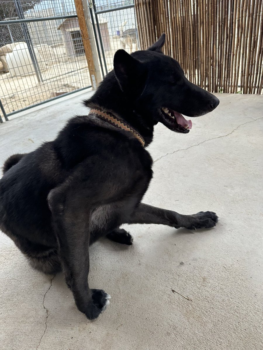 4Corners_wolf's tweet image. I itch I scratch #zeus #rescuedog #lowcontent
