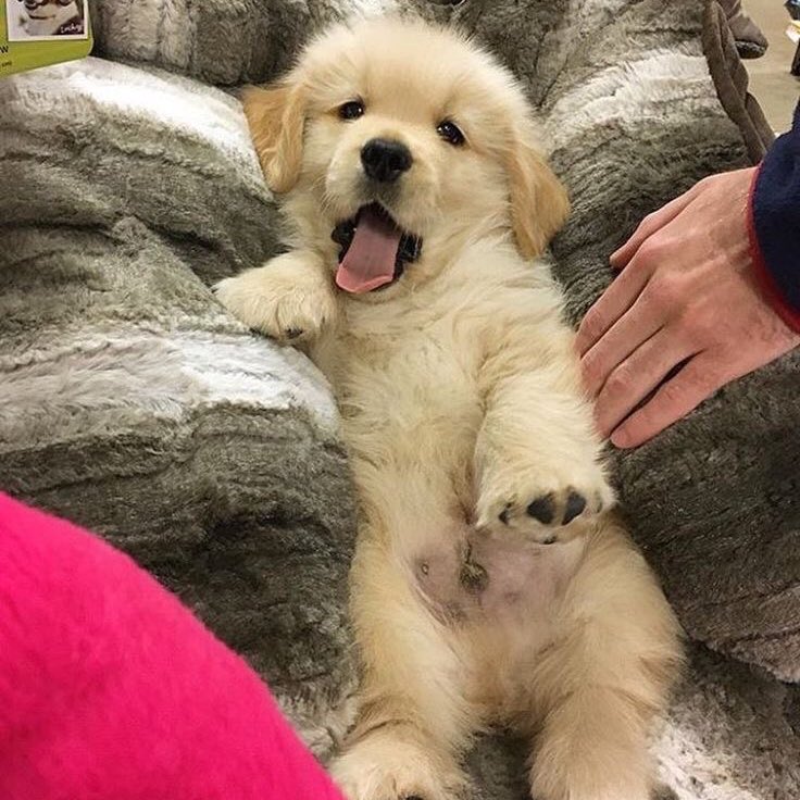 takemybear 🐶 tweet media