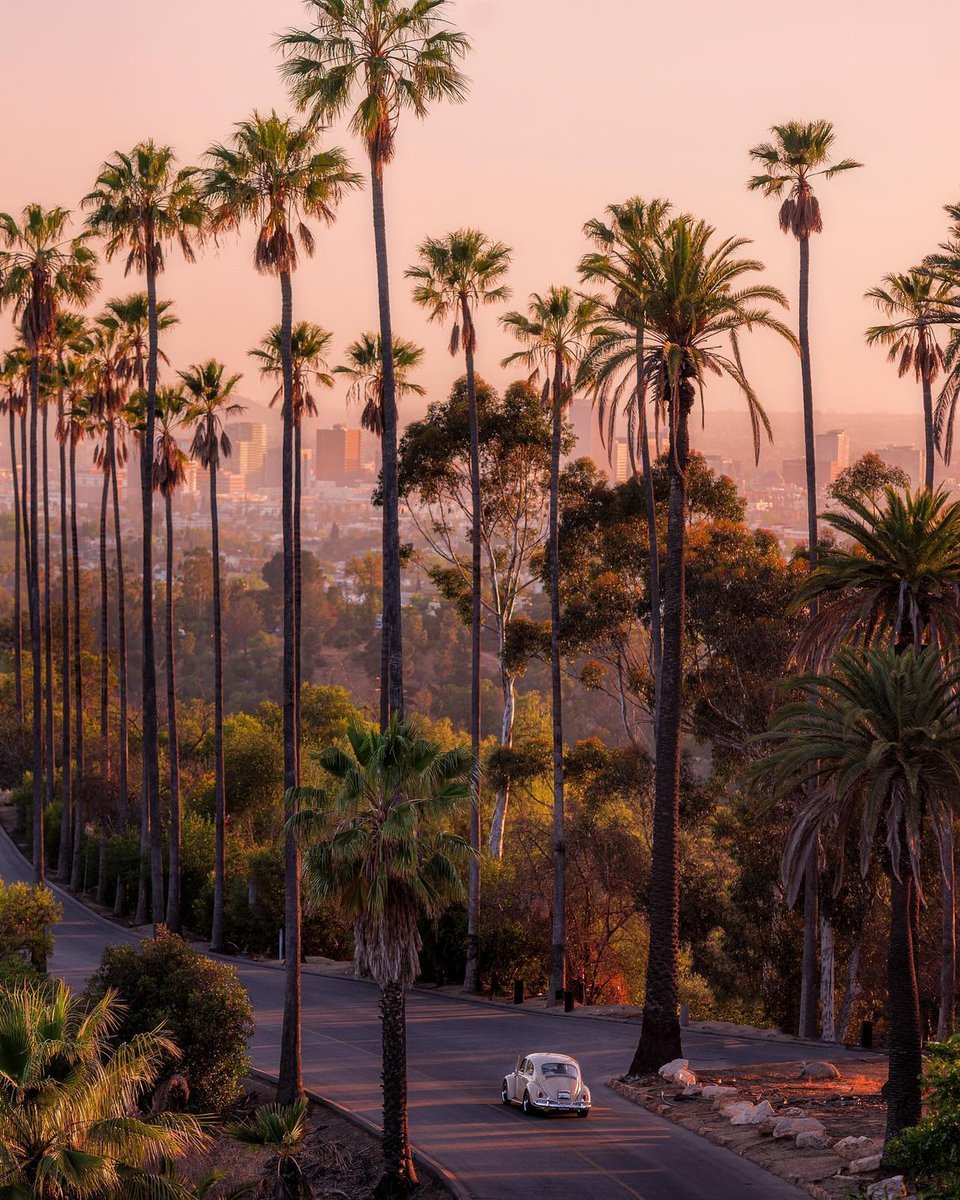 VisitCAJapan's tweet photo. #カリフォルニア ドリーム🌴🌴🌴 
📍: #ロサンゼルス 
📸: @dannydemarcos 
#カリフォルニア観光局 https://t.co/WCLp2c8Qv5