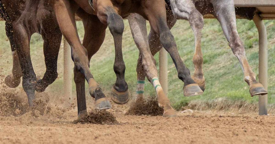 RealityRacing55's tweet photo. Scientific research and technology are cornerstones of the IFHA’s efforts to protect our equine athletes, and this Summit has provided the industry the opportunity to discuss and build upon the significant body of research that has been carried out around the world. @paulickreport @worldsbesthorse 
https://t.co/Bqed1lRBjf