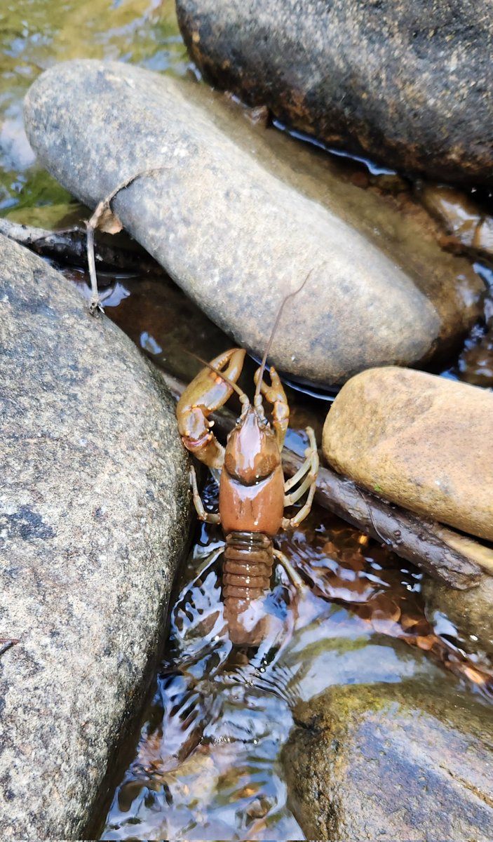 smore4672's tweet photo. Hot! 

Too hot for June (and for trout), even though 10 degrees cooler than Charleston. 

On the Back Fork of the Elk, I saw this (image): the king of the crayfish (not Larry the Lobster from SpongeBob). https://t.co/T0RHXDDJP1