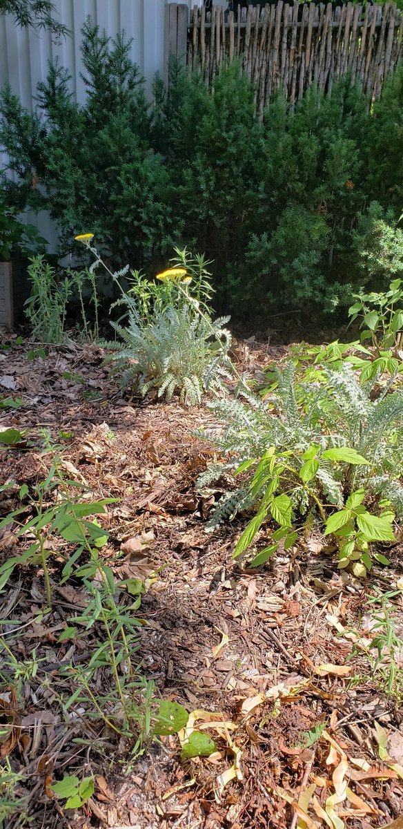 Return to a pollinator-herb garden, designed &amp; planted last Fall, for a late Spring/early Summer maintenance inspection. Everything looks good in this garden's 2nd season. Species such as yarrow, wild raspberry, mint, hyssop, monarda, lemon balm, New England aster &amp; comfrey, to