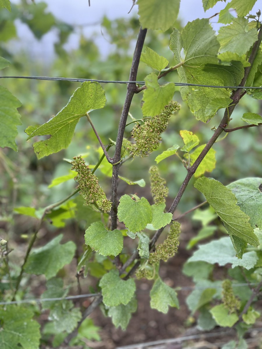 Flower power! « Les Volibarts », Chardonnay in Le Mesnil-sur-Oger #HommageaCamille #CoteauxChampenois #InPursuitofTaste -JBL
