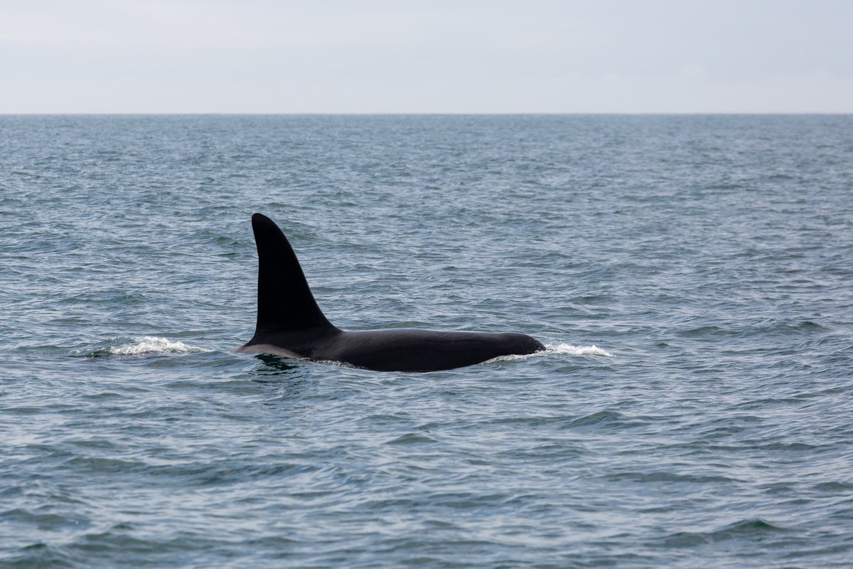 StaffaTrips's tweet photo. A rare sighting (for us) of John Coe and Aquarius – the last two remaining members of the Scottish West Coast Community of killer whales. #orca #staffa @HWDT_org https://t.co/NgmU6rd28c