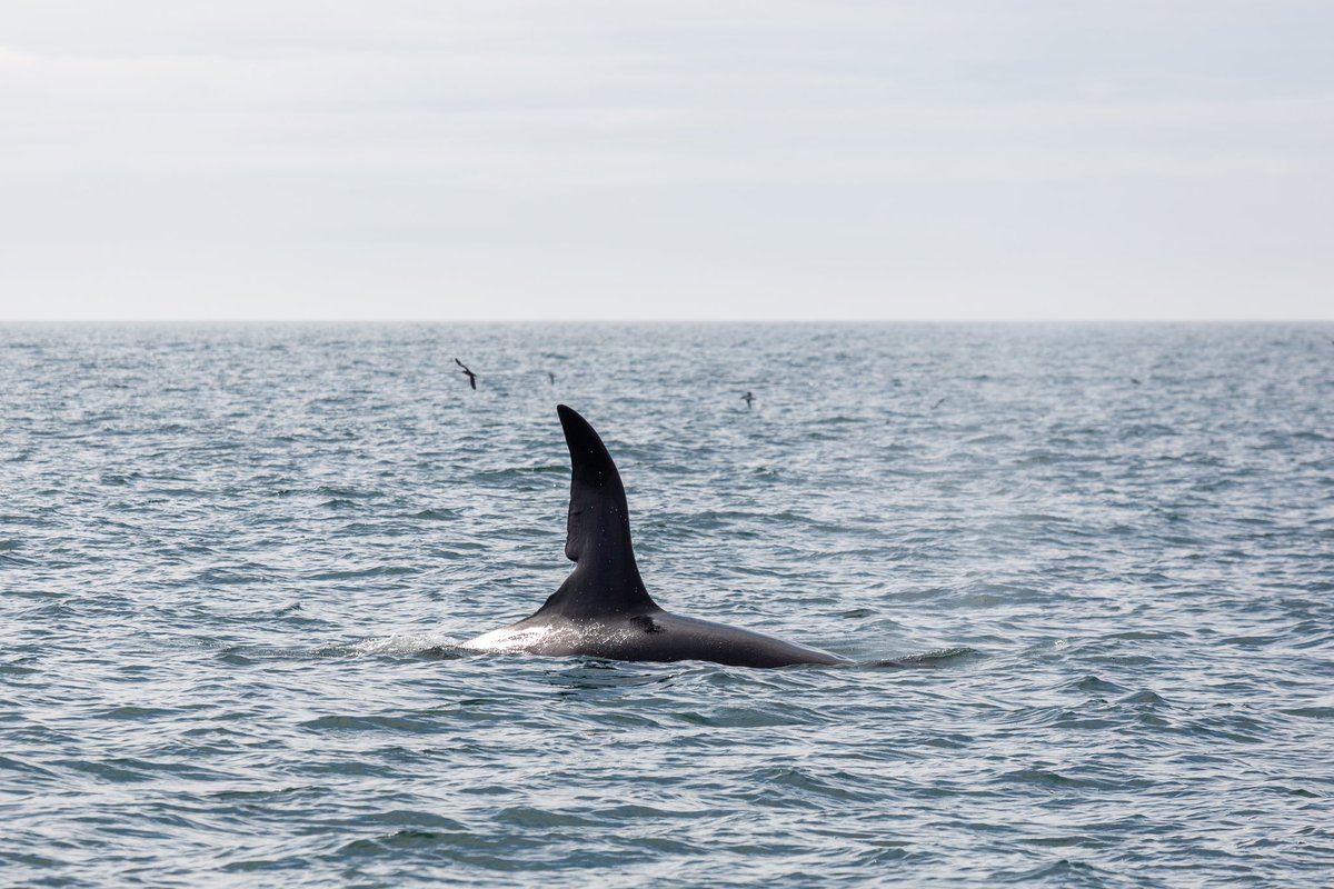 StaffaTrips's tweet photo. A rare sighting (for us) of John Coe and Aquarius – the last two remaining members of the Scottish West Coast Community of killer whales. #orca #staffa @HWDT_org https://t.co/NgmU6rd28c