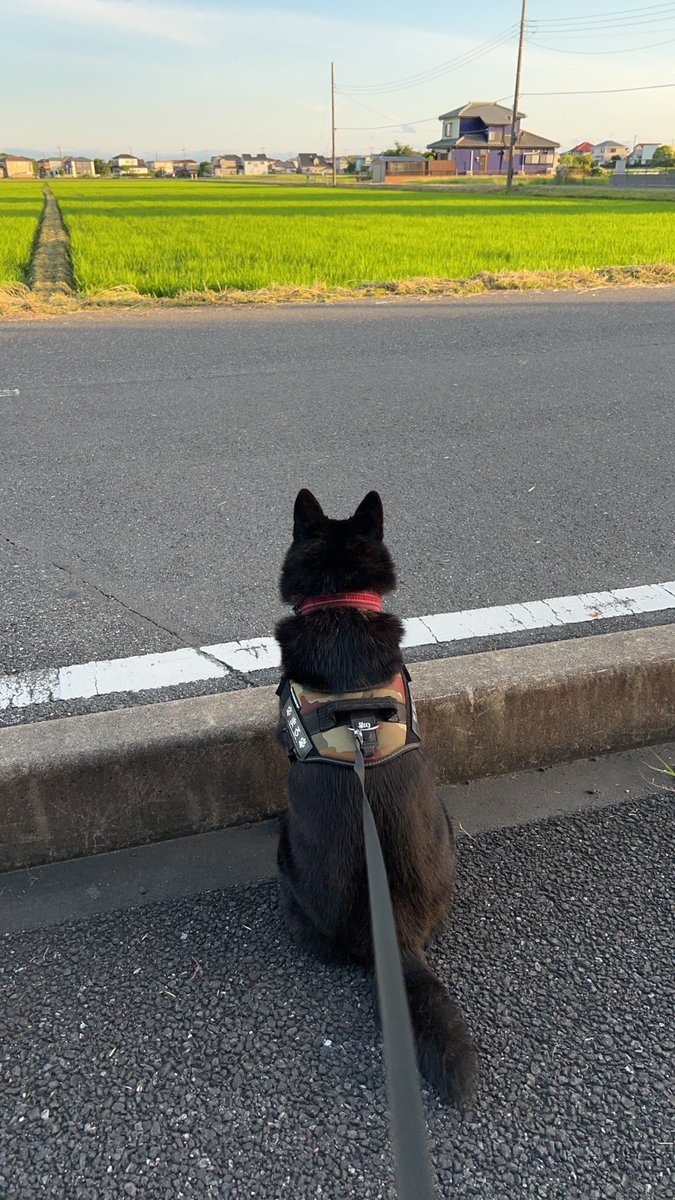 #無言で後ろ姿を見せつけよ見た人もやってねお願い