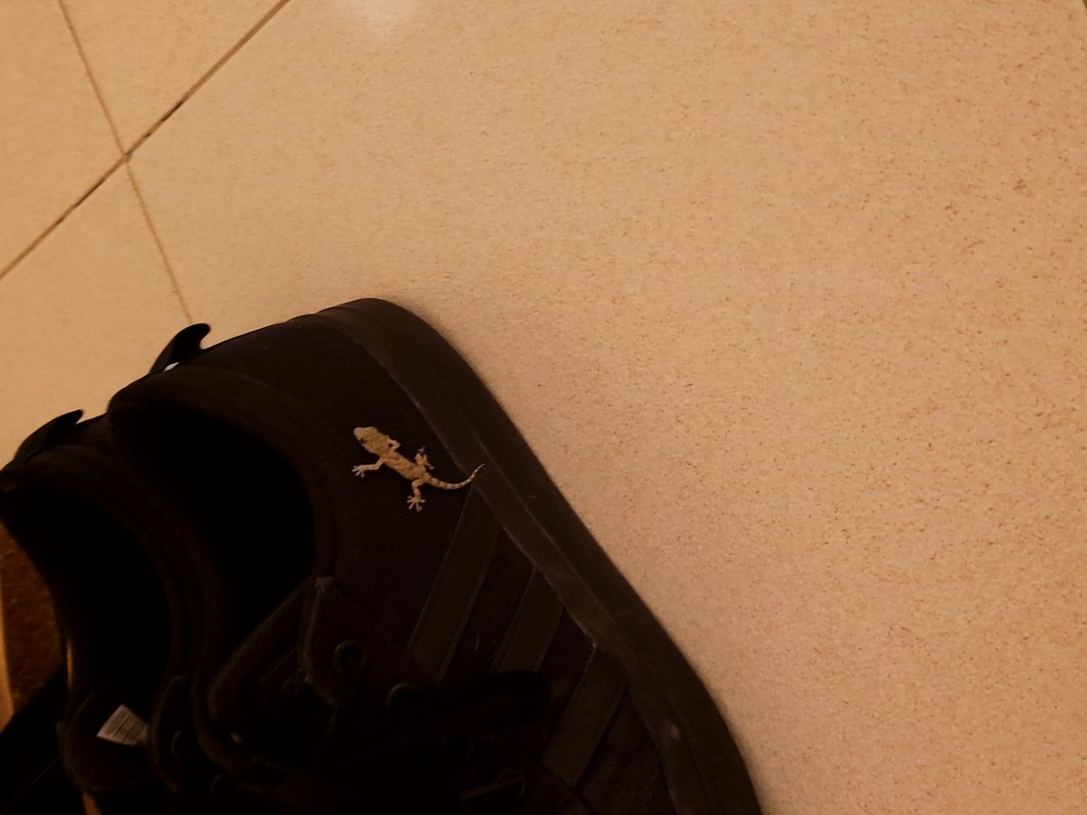 EddyBoiii_'s tweet photo. @Syndicate in the canary Islands come in off the balcony and see this little guy thought you'd appreciate it was told to get rid of him straight away though 😔 https://t.co/a24MxrPcxz