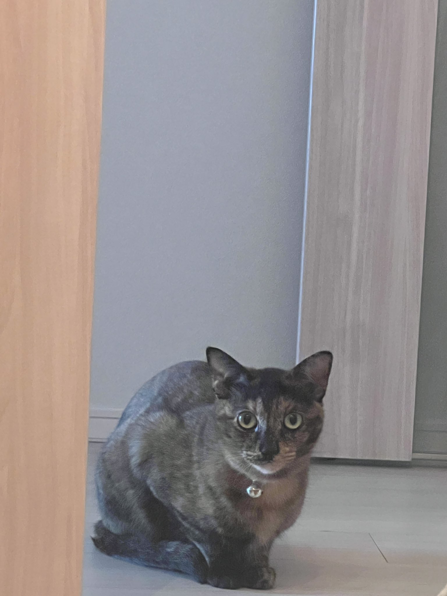 ねこ様 楽天市場】＼最大2000円OFFクーポン／ 日本製 宇宙船付き レザー