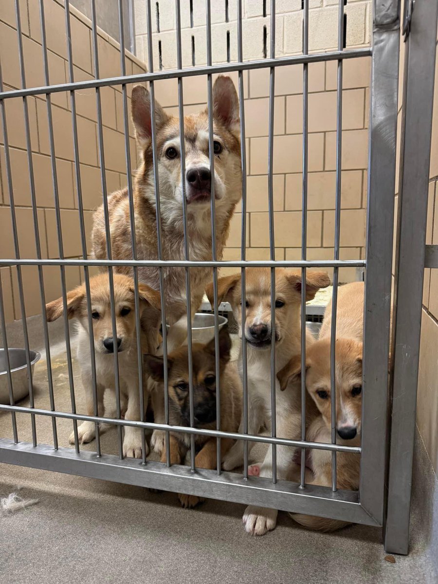 Rescue needed #Mesquite #Texas 🆘

Red Husky &amp; her 4 puppies
Momma is howling for help! 
They do not have large kennels for families like these &amp; are in need of rescue! 

If you can help this family please send tags to rescues@cityofmesquite.com

#rescuedogs #dogsoftwitter #pets