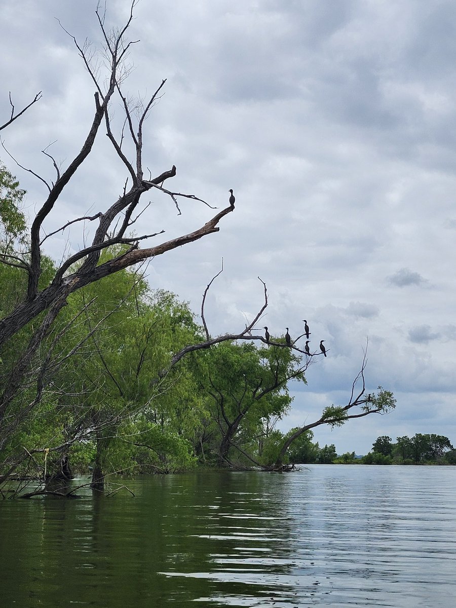 DieselGurl1998's tweet photo. Had a Wonderful #Kayaking Trip on #LakeTexoma 
#blessed #baldeagle #lakebirds #oklahoma #AMDust https://t.co/HCRHuIBHva