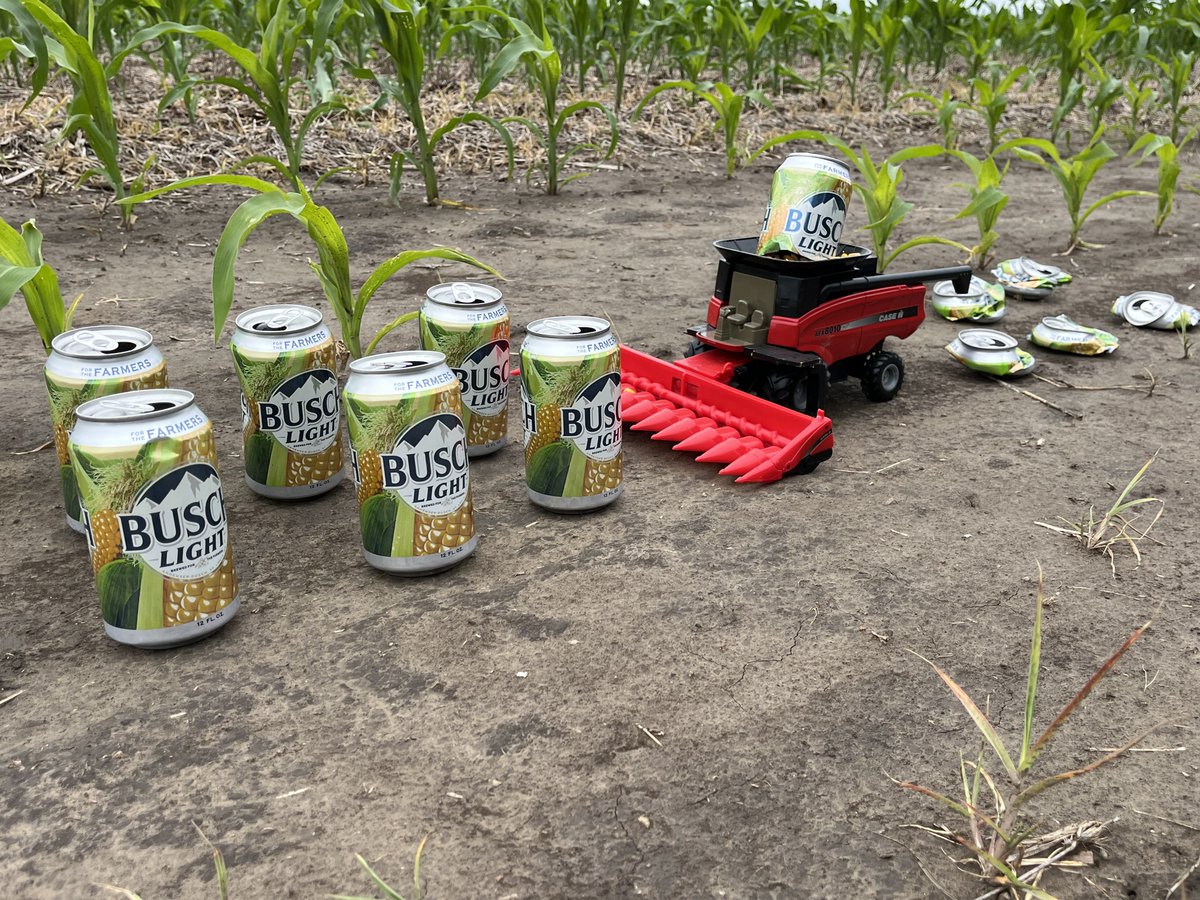 buschmountains's tweet photo. Harvesting more #BuschLight https://t.co/VwFJTmcjxA