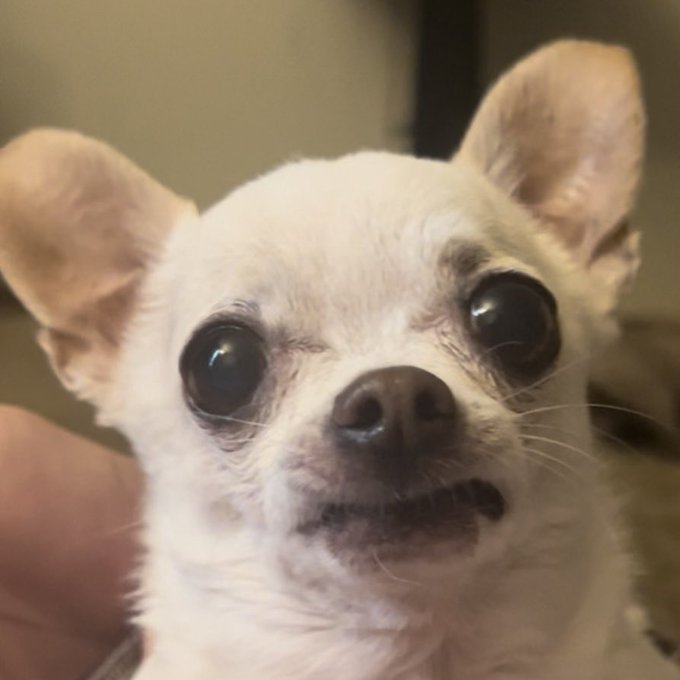 Watch WeRateDogs's leaked NSFW photo on TwXstars